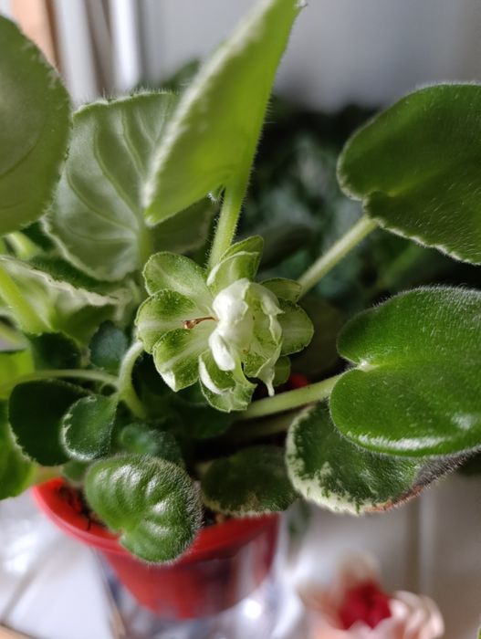 Комнатная фиалка ЛЕ Дина