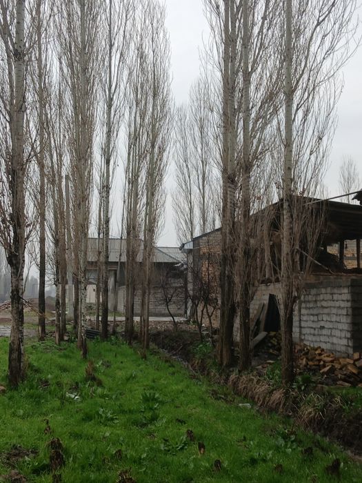 Terak sotiladi srochna