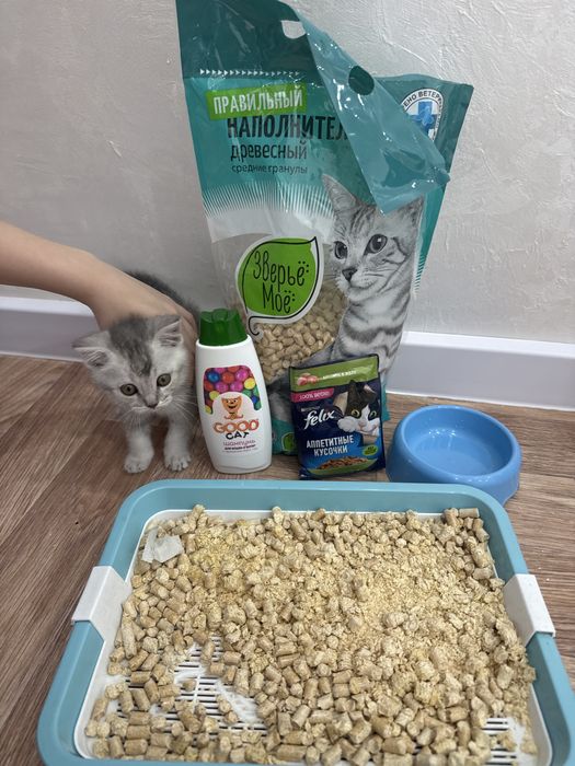 Котенок шатландский