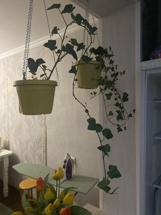 Цветы комнатные  разные ухоженные