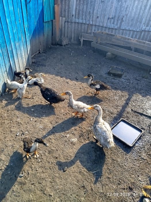 Продам уток домашних