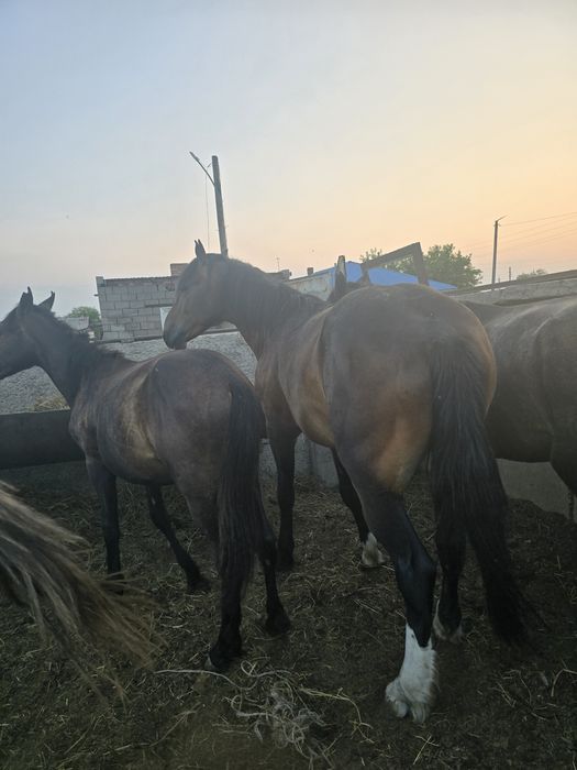 Продам жеребца новоалтайская