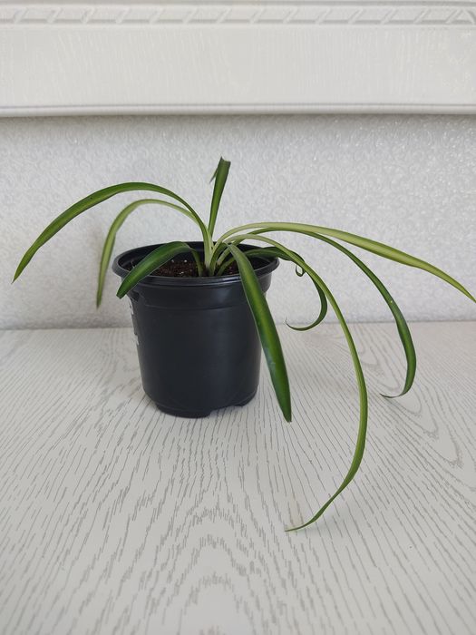 Цветы, Хлорофитум