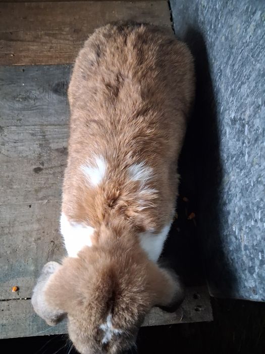 Vând mascul berbec german