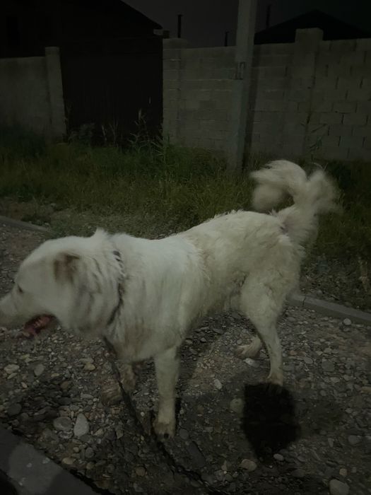 төбет сатылады срочно