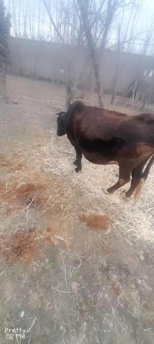 Sigir sotladi bugoz 7 oylik