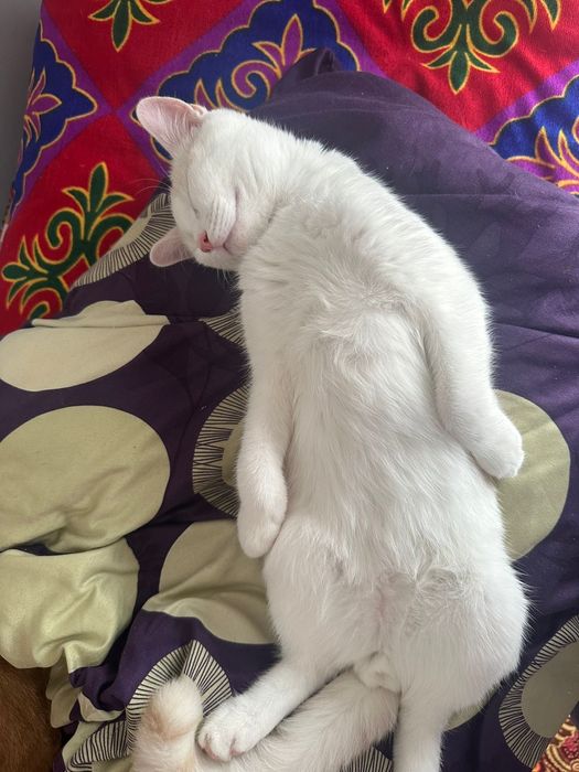 Мысық еркек 1 жас