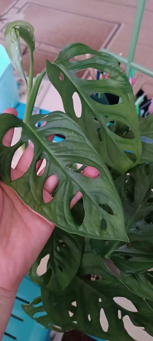 Монстера, молодое красивое растение