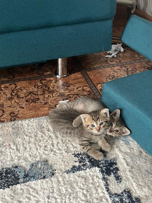 Бесплатна  кошка