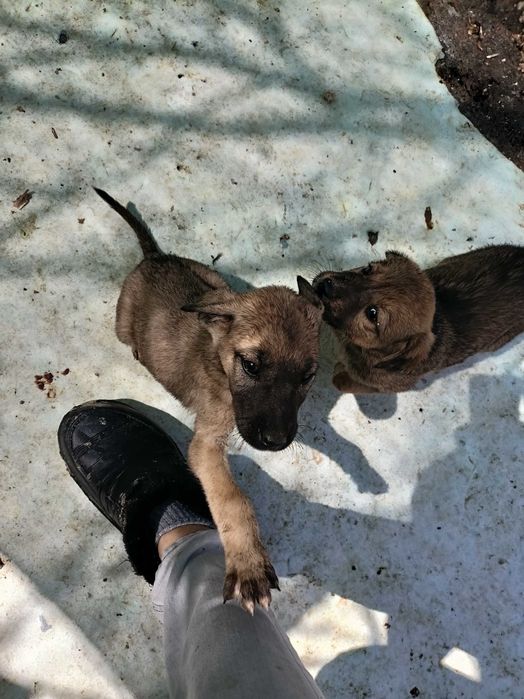 Щенки разных возрастов