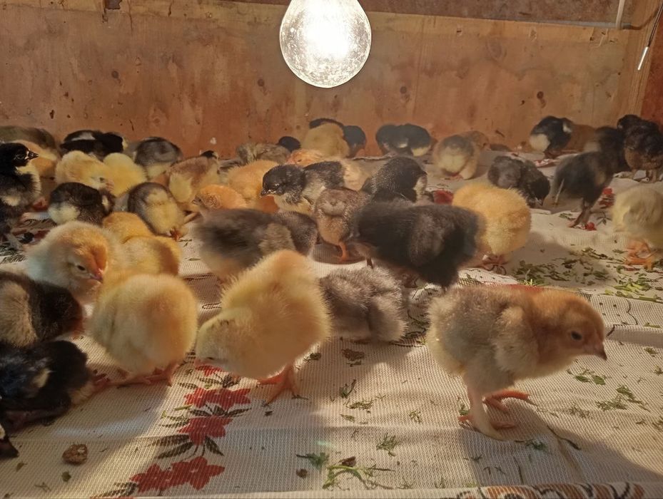 Jujalar sotiladi 3 kunlikdan 1 oylikkacha