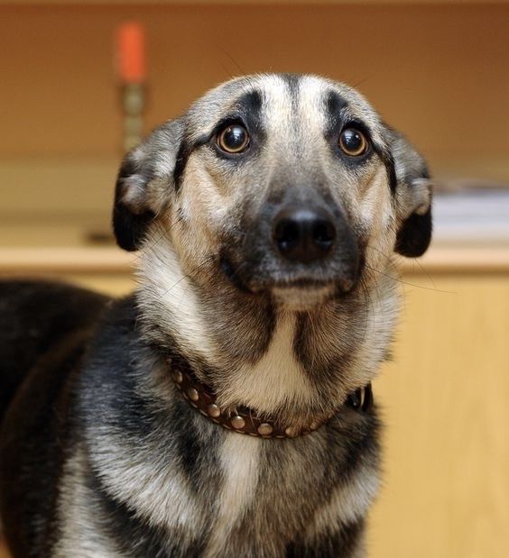 Керім жақсы күшіктер !