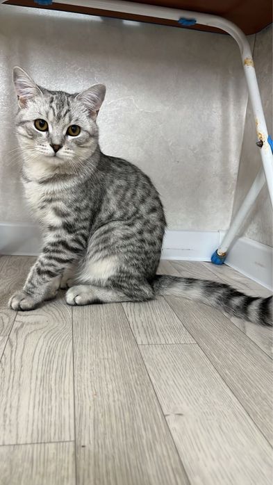 Отдам котенка в добрые руки