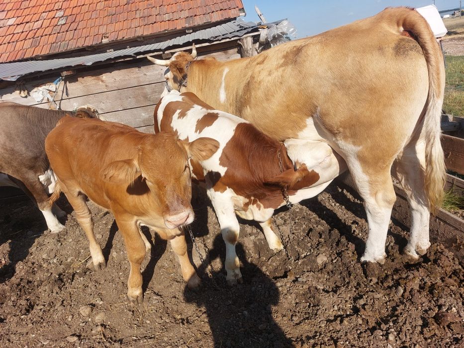Vaci și viței de vânzare detalii la telefon 0740159629