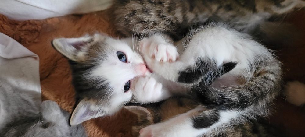 Котята 2000тг 1 5 месяца
