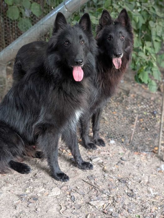 Ciobanesc belgian groenendael