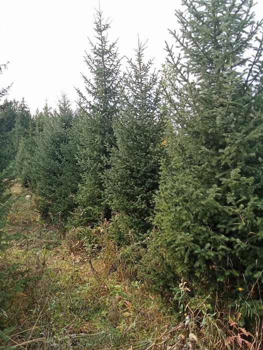 Продается ёлки таньшаньские европейские
