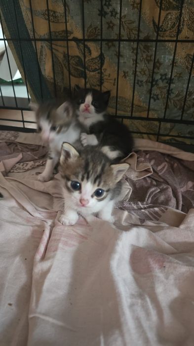 Отдам в добрые руки котят