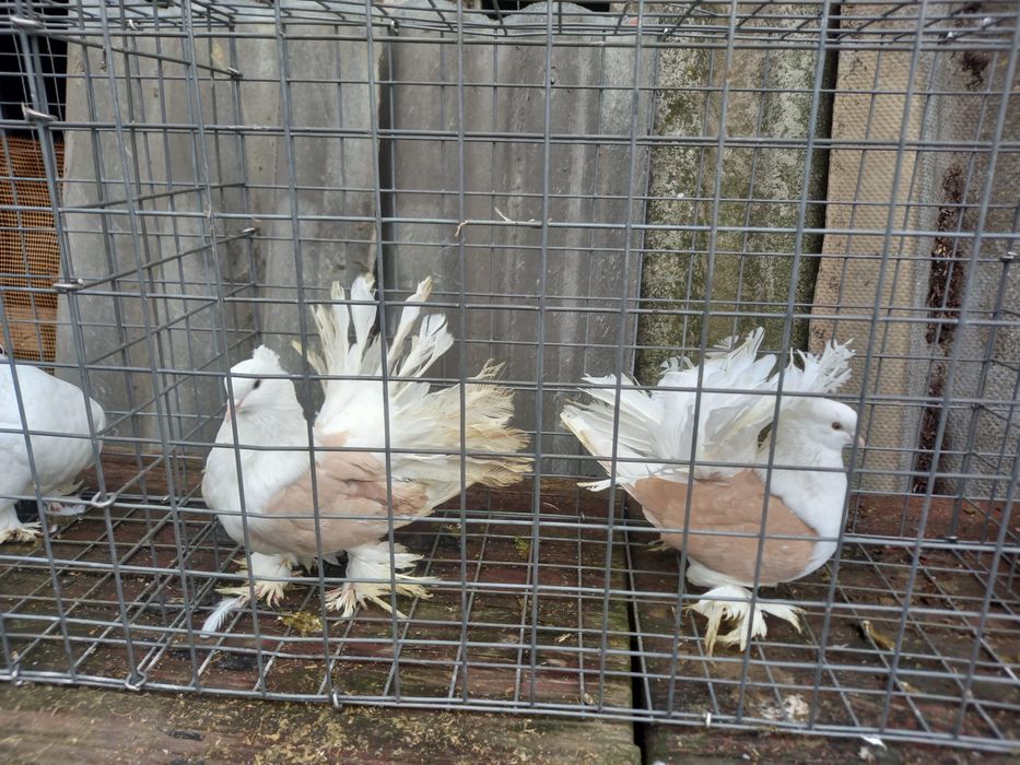 Porumbei dv, chingi, germani , diverse speci