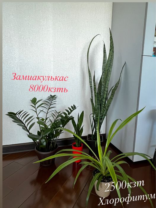 Замиакулькас, сансевиерии, хлорофитум