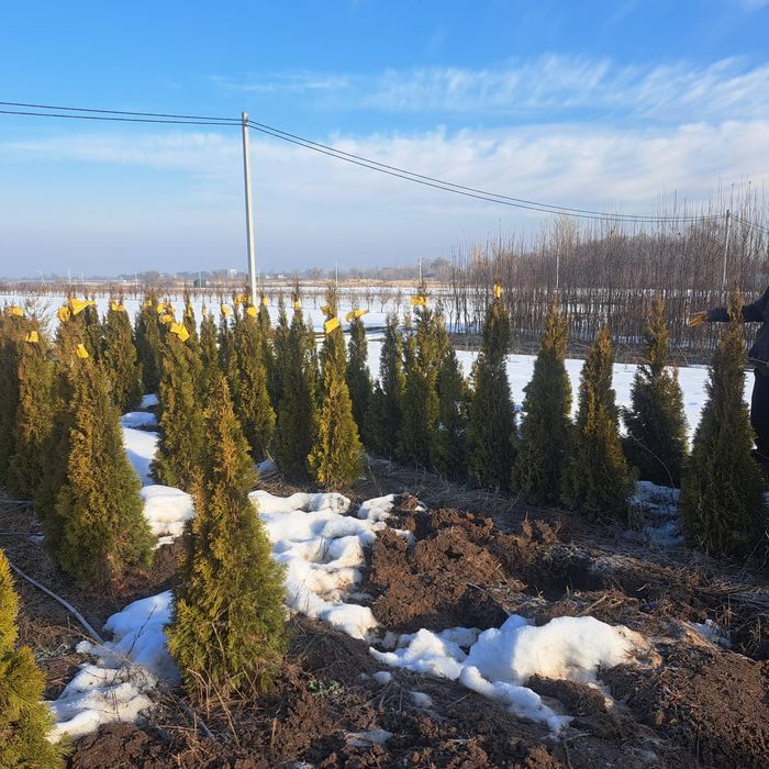 Туи,смаракт,бробан.