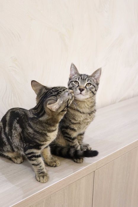 Девочки сестрички любящем хозяевам