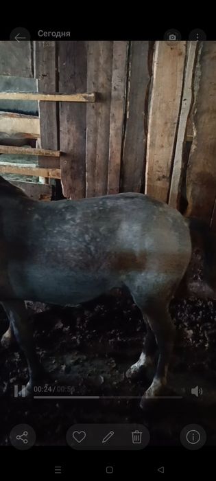 Продам байтал вес 150-160
