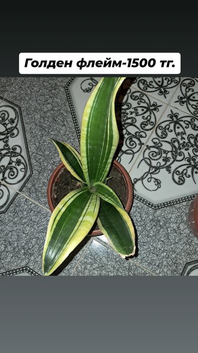 Разное продается Мырзакент