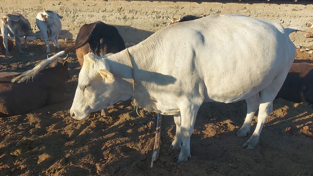 Продам дойных коров и телят