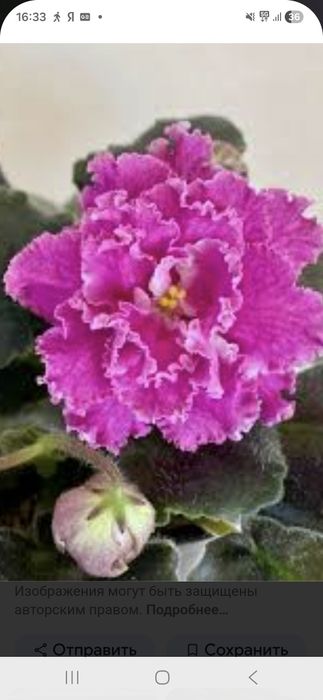 Фиалки,продаю листочки