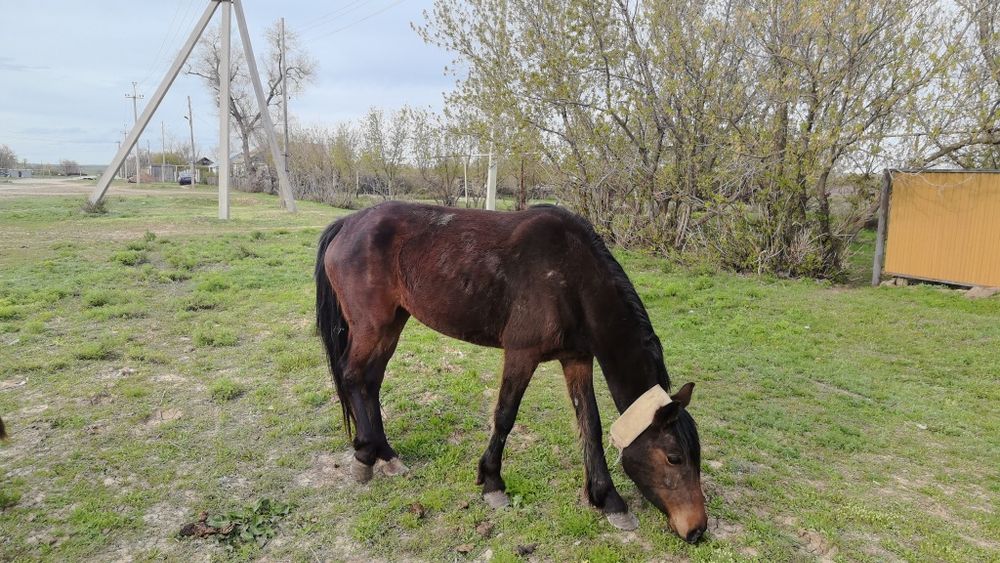 Биелер-кобылки !