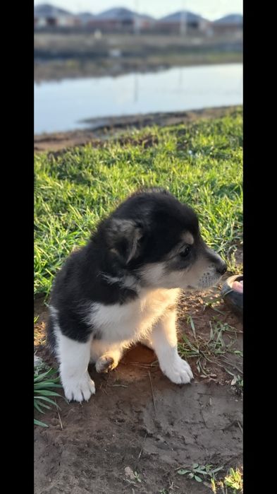 Щенки на полавину породистая