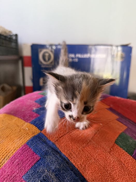 Отдам котенка, бесплатно
