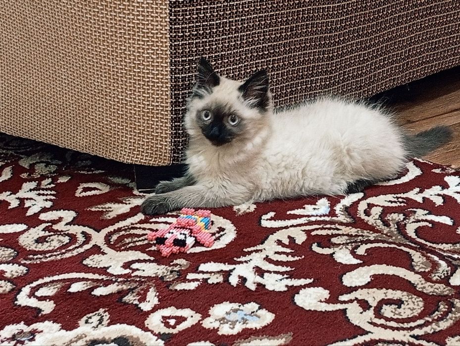 Сиамская Кошка 2-3 месяцев