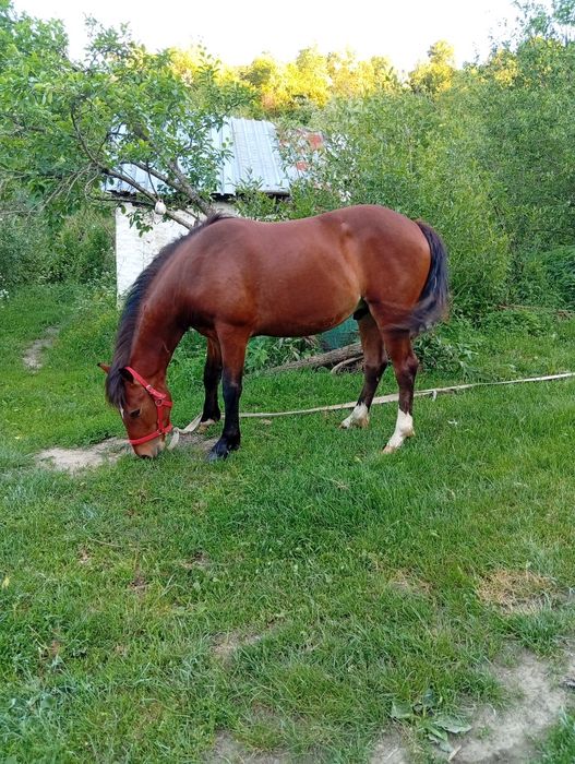 Cârnal de vânzare, bun de ham face 2 ani  pe 10 octombrie  mai multe detalii in privat, sau la Nr 0772220379