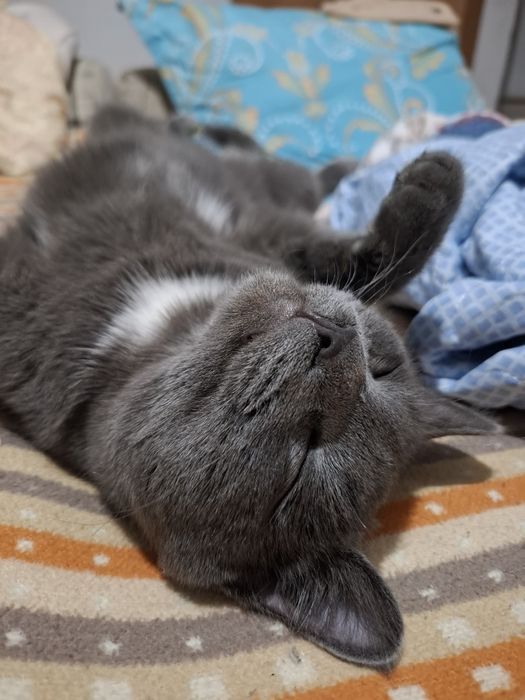 Отдам хороший рук кот