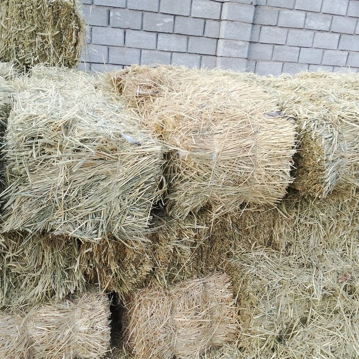 Жоңышка  прес бар,Шөп