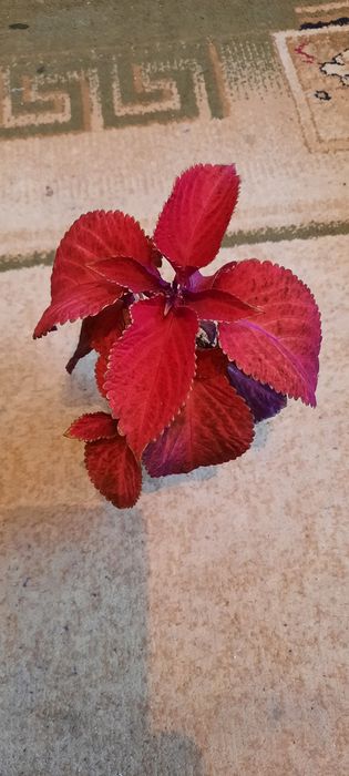 Комнатные цветы молодые