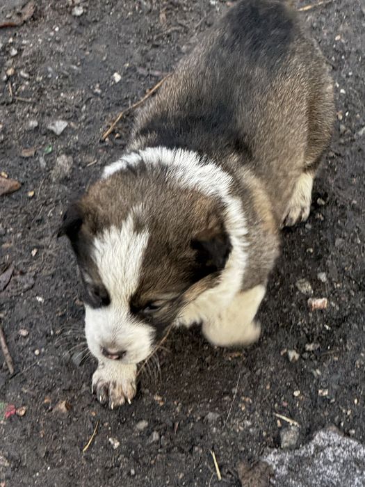 Отдам даром щенков