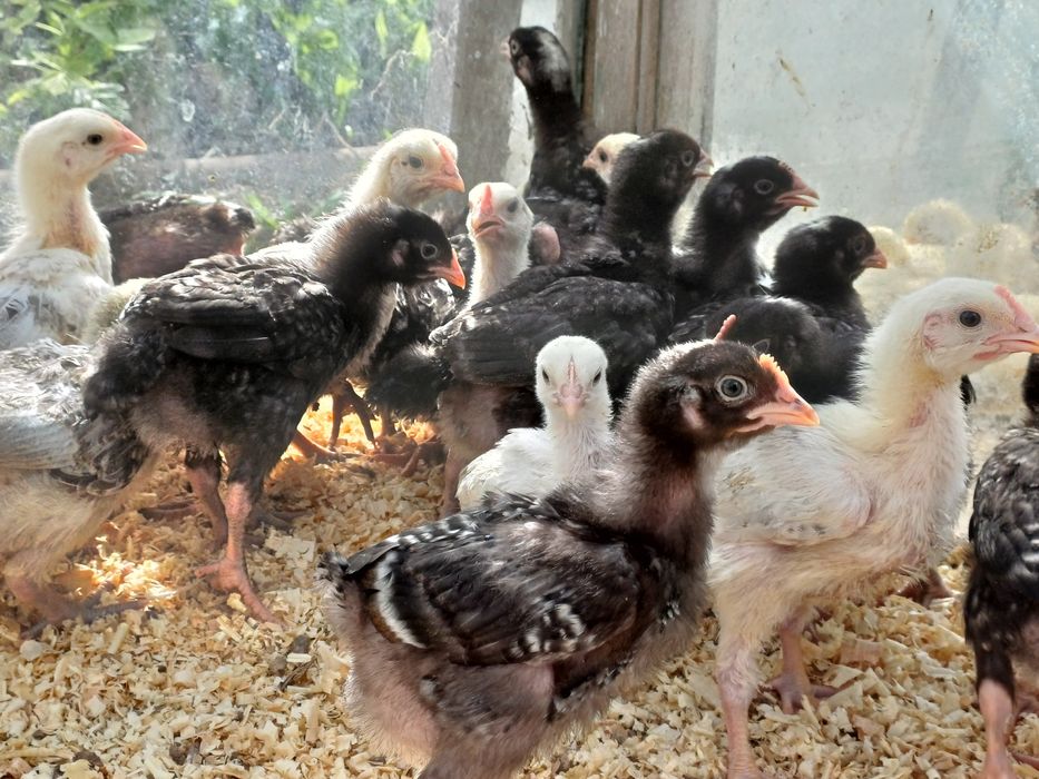 Продам месячных цыплят