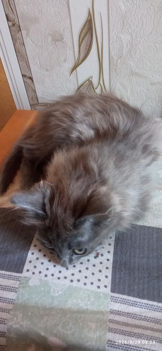 Отдаю котёнка девочку