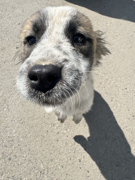 Отдам щенка в добрые руки