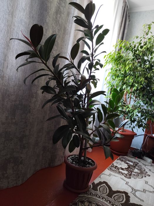 Фикус продам! ! !