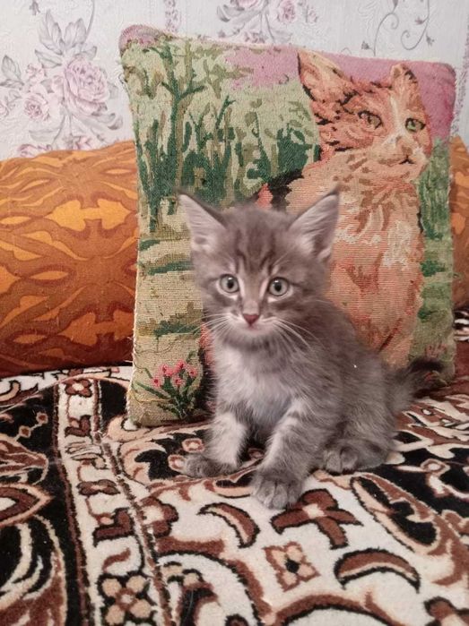 Котята ищут хозяина