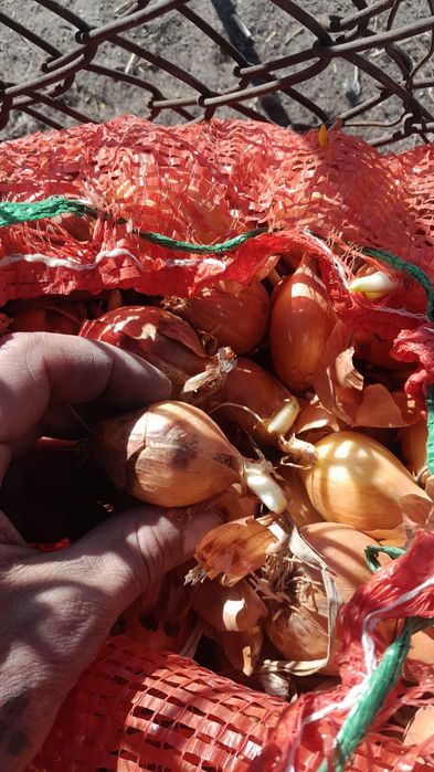 Лук севок.для посадки