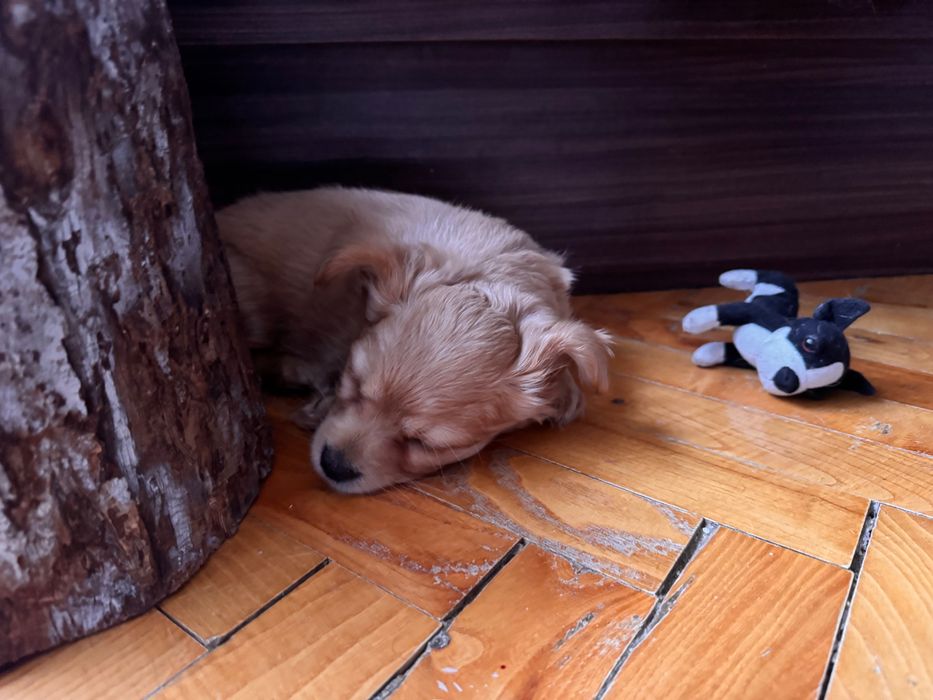 Чихуахуа гр.Силистра