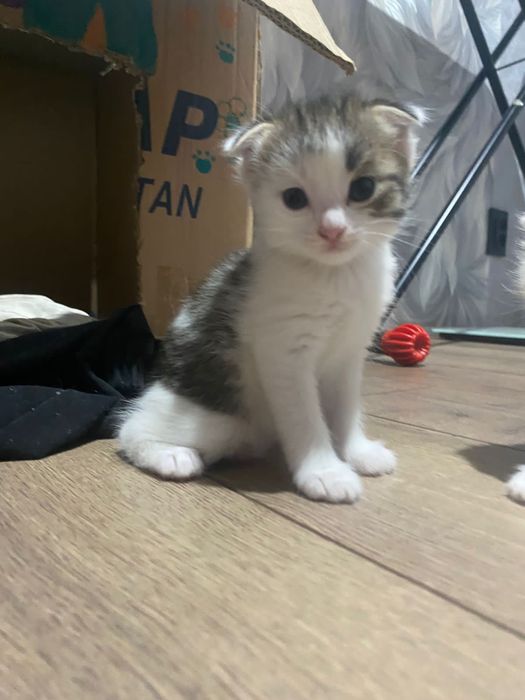 Отдам котят добрые руки