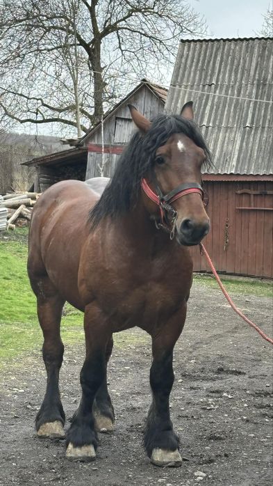 De vanzare armasar 4 ani