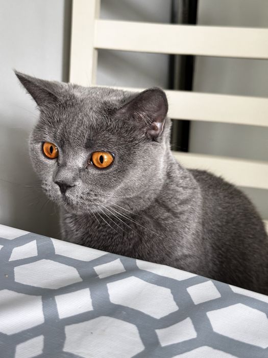 Продается британская кошечка