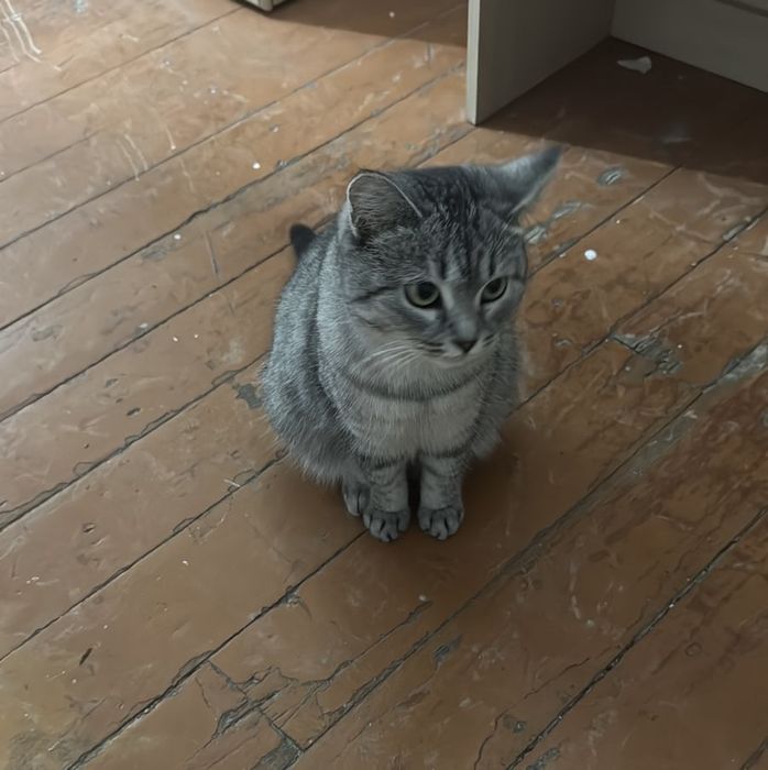 Отдам кошечкув хорошие руки